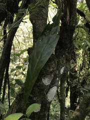 Anthurium glaucospadix