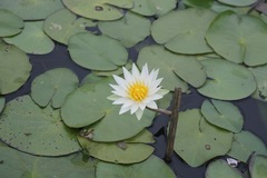 Nymphaea gracilis
