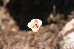 Calochortus venustus