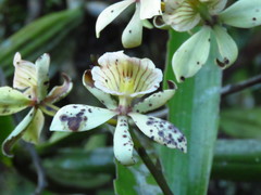 Prosthechea radiata