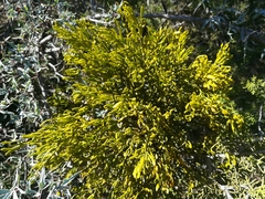 Phoradendron saltillense