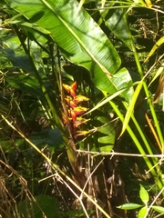 Heliconia bihai