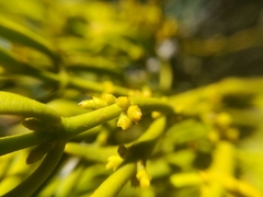 Phoradendron saltillense