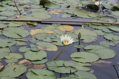 Nymphaea gracilis
