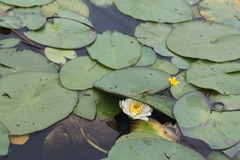 Nymphaea gracilis