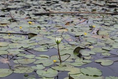 Nymphaea gracilis