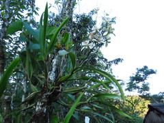 Prosthechea radiata