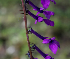 Lobelia sinaloae