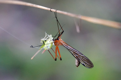 Bittacidae