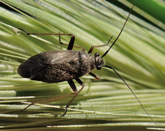 Irbisia californica