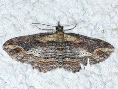 Chloroclystis filata