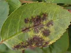 Mancha-negra (Diplocarpon rosae)