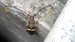 Deretrachys juvencus