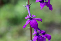 Lobelia sinaloae