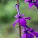 Lobelia sinaloae - Photo (c) Heriberto Ávila-González, some rights reserved (CC BY-NC), uploaded by Heriberto Ávila-González