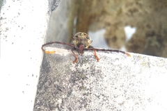 Deretrachys juvencus