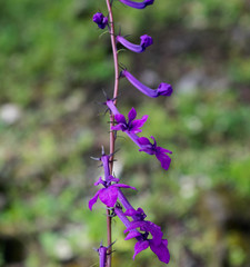 Lobelia sinaloae