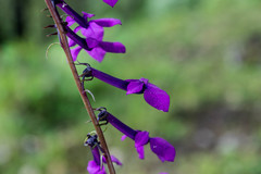 Lobelia sinaloae