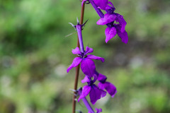 Lobelia sinaloae