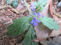 Ajuga decumbens