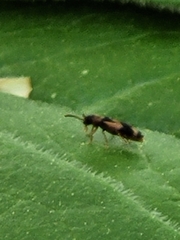 Hypulus