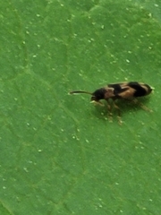 Hypulus