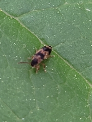 Hypulus