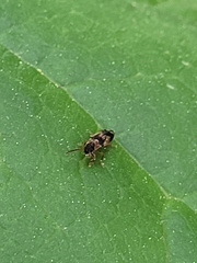 Hypulus