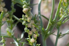 Oligomeris linifolia