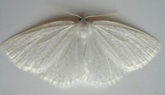 Protitame virginalis