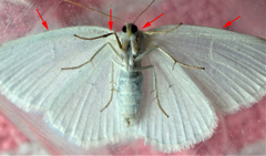 Protitame virginalis