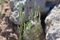 Oligomeris linifolia