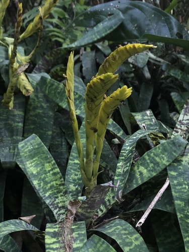 Goudaea ospinae, photograph 3