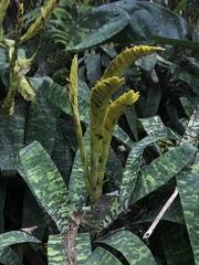 Goudaea ospinae, photograph (c) Nicolás Baresch Uribe, some rights reserved (CC BY)