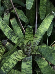 Goudaea ospinae, photograph (c) Nicolás Baresch Uribe, some rights reserved (CC BY)