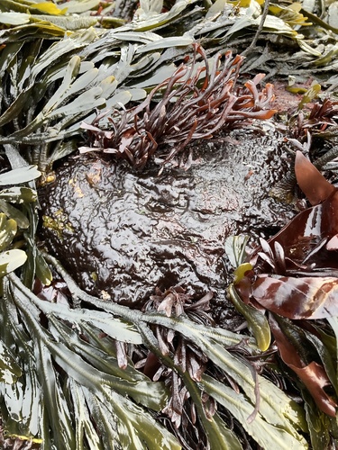 false Irish moss