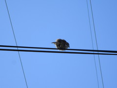 Passer domesticus