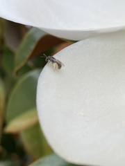 Lasioglossum imitatum