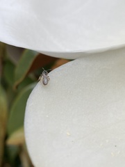Lasioglossum imitatum