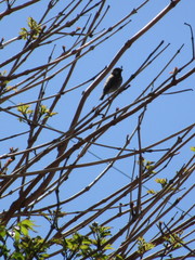 Passer domesticus