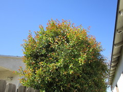 Magnoliopsida