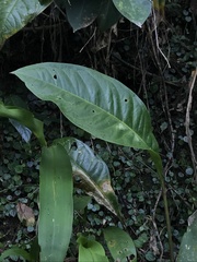 Anthurium glaucospadix