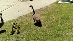 Branta canadensis
