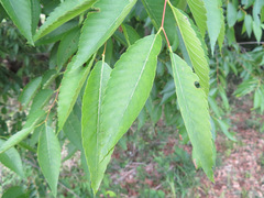 Zelkova serrata