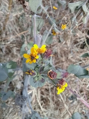 Simsia lagasceiformis