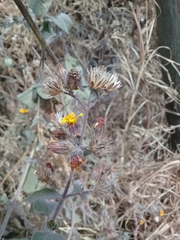 Simsia lagasceiformis