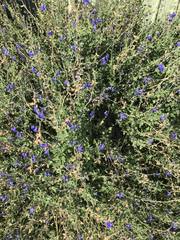 Salvia chamaedryoides