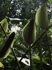 Anthurium formosum