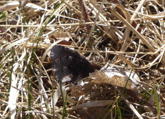 Erebia discoidalis