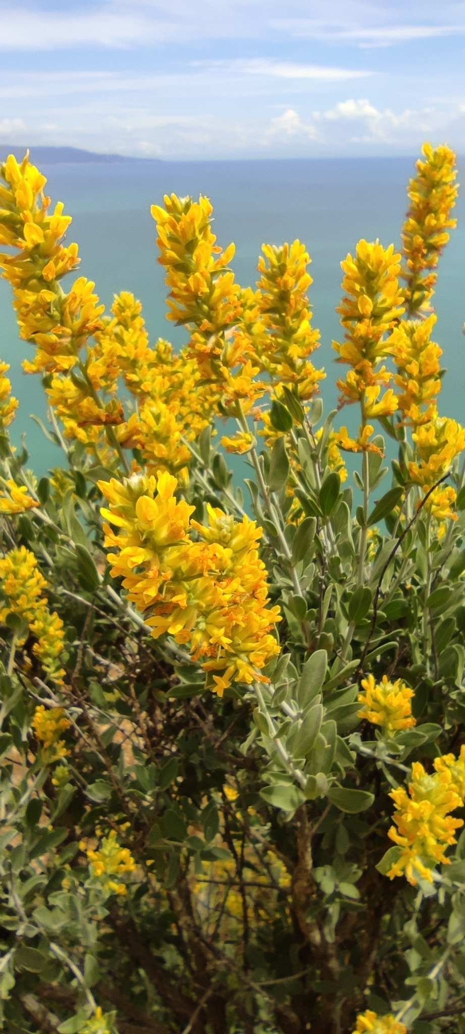 Anthyllis cytisoides